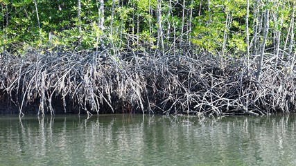 trees in the water