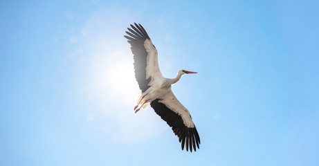 Storch am Himmel