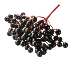 Rispe Holunderbeeren isoliert