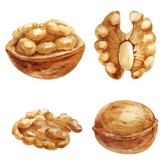 Set of watercolor Walnuts