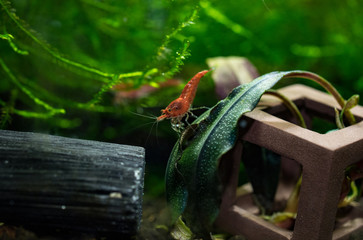 Young red cherry shrimp standing on bucephalandra leaf in freshwater planted tank