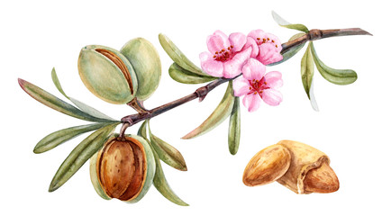 watercolor almond branch