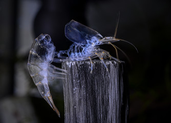 Shedded molt skin (exoskeleton) from amano freshwater shrimp in aquarium