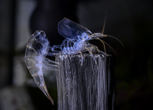 Shedded molt skin (exoskeleton) from amano freshwater shrimp in aquarium