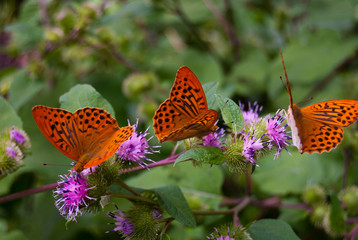 Closeup of three butterflies on flowers