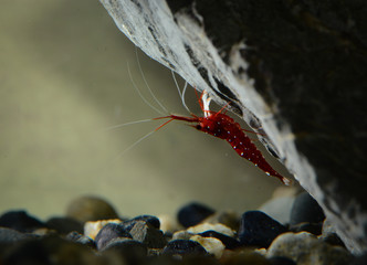 Sulawesi cardinal shrimp clinging to hardscape rock in freshwater aquarium