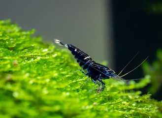 King kong aquarium shrimp posing on christmas moss (Vesicularia montagnei) in freshwater aquarium