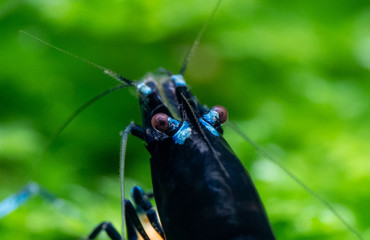 Close up of tibee aquarium shrimp with bright green aquatic moss on the background