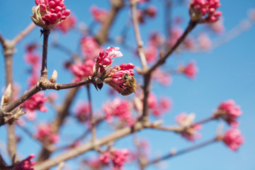 Honey bee on dawn viburnum branch with pink flowers against blue sky in springtime. V. bodnantense in bloom