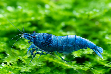 Blue bolt ornamental shrimp eating commercial food while standing on healthy aquatic moss in freshwater aquarium