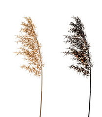Obraz premium Cortaderia Selloana isolated on white background with black alpha mask.