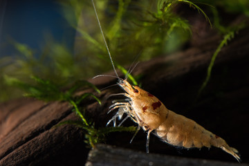 Red crystal bee shrimp in freshwater aquarium