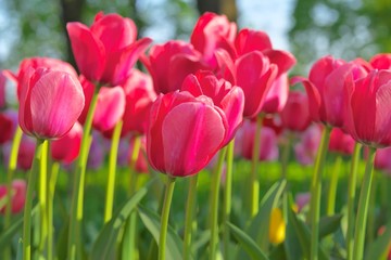 Pink red tulips in pastel coral tints at blurry background, closeup. Growing spring flowers. Fresh spring flowers in the garden with soft sunlight for your floral poster, wallpaper or holidays card.