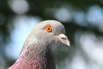 Piccione