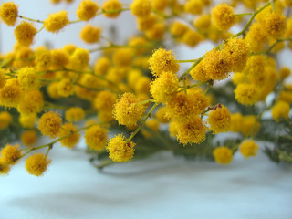 Acacia dealbata yellow spring flowers