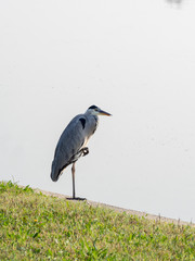 Parco Nord in Milan at fall: heron