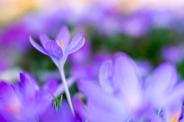 Fototapeta na wymiar Frühlingsboten: violette Krokusse freigestellt im Blumenmeer