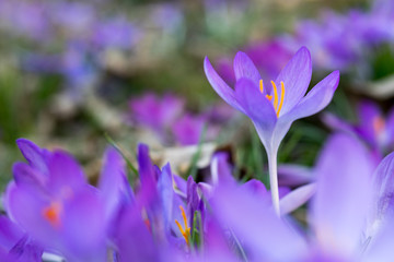 Fototapeta na wymiar Frühlingsboten: violette Krokusse freigestellt im Blumenmeer