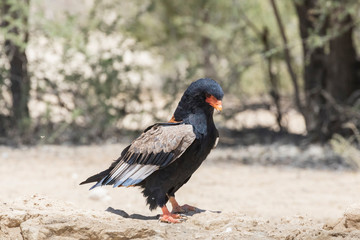 Female bateleur eagle, Terathopius ecaudatus, Kgalagadi Transfrontier Park, Northern Cape, South Africa
