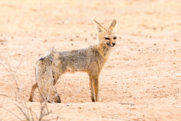 Cape Fox or silver-backed fox, Kgalagadi Transfrontier Park, South Africa