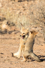 Cape Fox, Vulpes chama, playing with a young cub , Kgalagadi Transfrontier Park, Northern Cape, South Africa