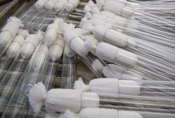 Many of Heat-resistant glass biological test tubes with cotton plug