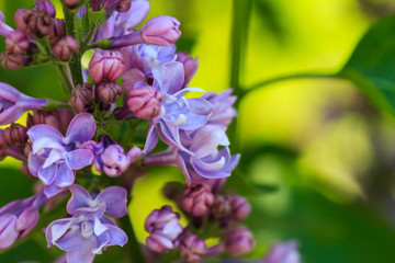 Flowering branch of lilac close-up in nature on a sunny day defocused