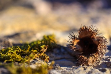 Auch die kleinen Dinge der Natur können von Schonheit zeugen