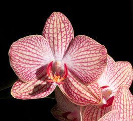 blossom of orchid