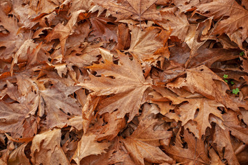 Autumn leaves nature