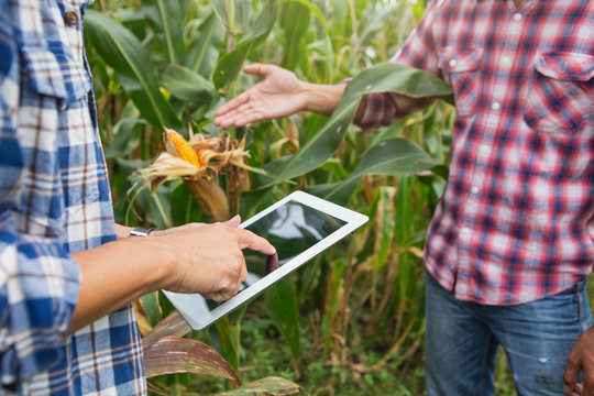 Smart farm, farmer owner using touchpad a corn. Owner corn farm using touch pad for check corn quality in the field.  future agriculture concept