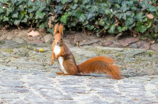 ruda wiewiórka obserwuje siedząc na ziemi