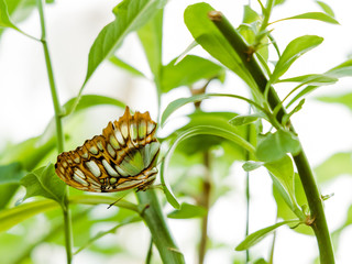 Butterfly sitting on a leave