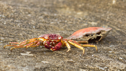 dead crab on a rock