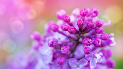 Branch of blossoming lilac isolated on green.
