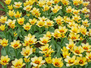 Obraz premium field of tulips