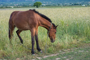 А tame horse eats grass near filed of  wheat Agricultural concept.