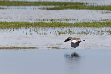 Bird skimming along a marsh in El Calafate Argentina