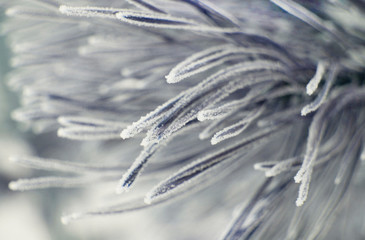 Frosted needles of pine covered with frost. Winter background