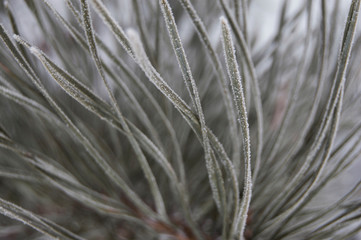 Frosted needles of pine covered with frost. Winter background