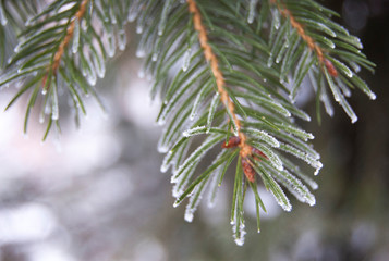 Frosted needles of pine covered with frost. Winter background