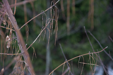 landscape - threshold of spring - a water drop on trailing branches