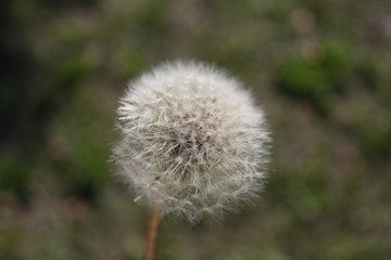 dandelion on green background of grass