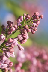Bouquet of purple lilac flowers on defocused background vertical