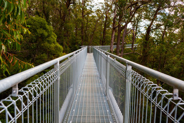 Treetop walk in Illawarra area of New South Wales, Australia. Walking platform high above the ground in dense forest.