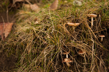 Mushroom in dry grass