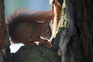 Orzechowe śniadanie