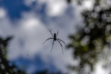 Aranha