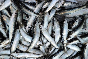 Freshly caught sardines at fish store. Food background and texture