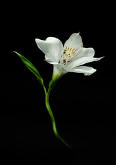 Fototapeta na wymiar Bright alstroemeria flower on a black background.